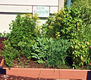 ECOC herb garden nxt to the sahe house